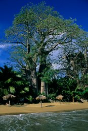 Archipel-des-Comores;-Baobabs;-France;-Kaleidos;-Kaleidos-images;-La-parole-à-limage;-Laurent-Abad;-Mayotte;-Mer;-Océan-Indien;-Palmiers;-Parasols;-Plage;-Stories-Pictures;-Tourisme
